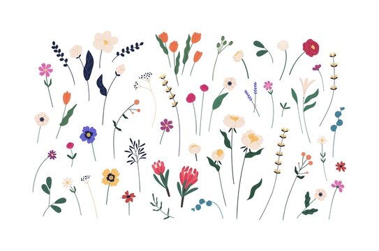 Floral set of beautiful blooming wildflowers and leaves. Botanical collection of cut meadow and garden flowers isolated on white. Elegant spring plants for floristry. Flat vector cartoon illustration