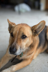 Pet dog sitting indoors on the carpet in a residential setting