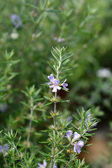 Coastal rosemary