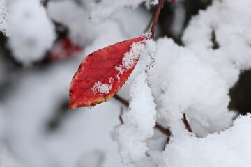 雪の中のブルーベリーの葉っぱ