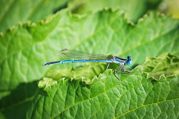 A bright blue dragonfly common bluet (Enallagma cyathigerum) sits on a green leaf. Summer landscape.