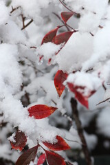 雪の中のブルーベリーの葉っぱ