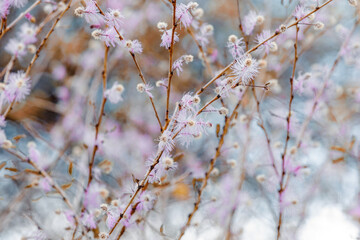 pink blossom tree in Antsiranana mountain, Diego Suarez. Madagascar nature flower.