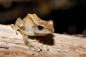 small tree frog Boophis rhodoscelis is a species of frog in the Mantellidae family. Masoala National Park, Madagascar wildlife and wilderness