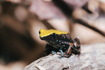 endemic frog Climbing Mantella (Mantella laevigata), species of small frog in the Mantellidae family. Nosy Mangabe, Madagascar wildlife and wilderness