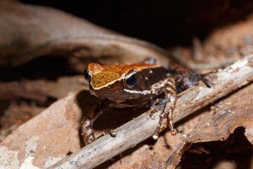 endemic frog brown Mantella (Mantidactylus melanopleura), species of small frog in the Mantellidae family. Nosy Mangabe, Madagascar wildlife and wilderness