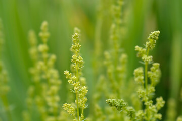 Mediterranean bedstraw