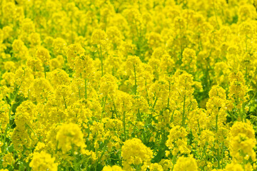 菜の花畑