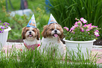 holiday card two funny shih tzu dogs lie in the green grass in caps with soap bubbles on a Sunny clear day