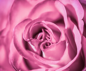 Soft focus, abstract floral background, pink rose flower. Macro flowers backdrop for holiday brand design