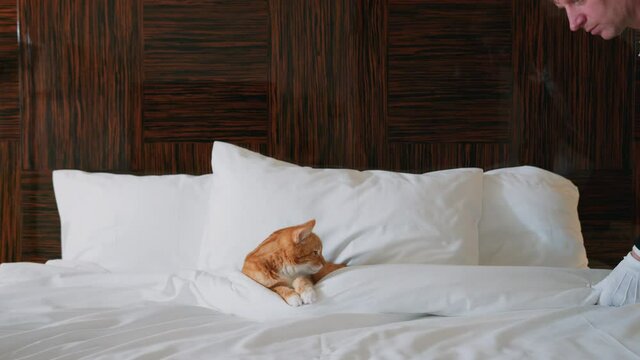 Mature man in uniform straightening pillows to cat in a hotel