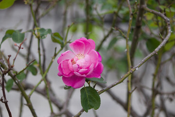 道端に咲くピンク色の薔薇の花。秋。 Pink rose flower that blooms in autumn. Flowers blooming on the roadside.	