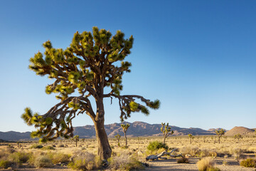 Joshua tree