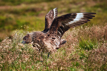 Great skua known as bonxie sitting on the shore of the island of Runde and protecting its nest. A bird with a big beak. Wildlife scene from Norway.