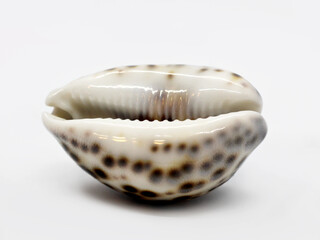 Sea Snail Shell on White Background