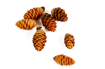 A group of small fir cones on a light background