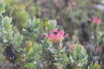 Herzogin-Protea, Strahlenblütiger oder Breitblättriger Zuckerbusch, Protea eximia, hier Swartberg Pass, Südafrika. Ein Strauch, der zu einem kleinen Baum werden kann und in Bergfynbos vorkommt. 