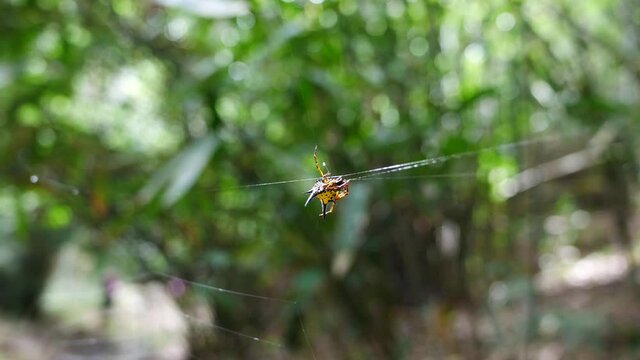 Spiders that live naturally near waterfalls in Thailand