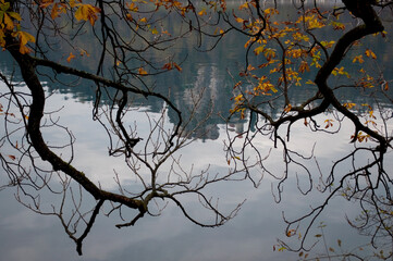 Branches on the Bled Lake in Autumn. Slovenia