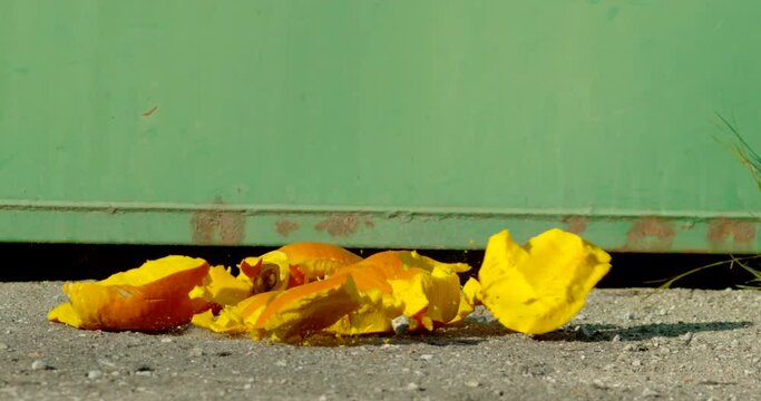 Orange pumpkin falling into the ground and scattering into pieces in super slow motion, 2000fps