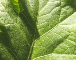 Eggplant leaf close up with shadow and sunlight, macro,  leaf texture selective focus