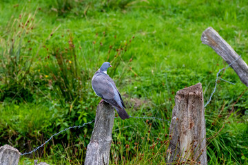 pigeon on a fence, turned head