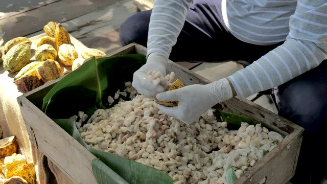Fresh cacao pod cut exposing cocoa seeds, with a cocoa plant, Temperature measurement of cocoa beans fermented in wooden barrels, to maintain the quality of cocoa flavor.