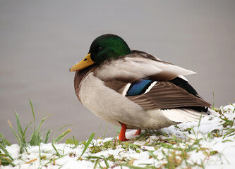 Wild duck on a lake shore