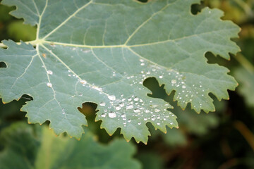 Leaf with dew drops