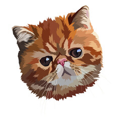 Portrait Exotic shorthaired cat vector illustration. Head.