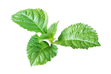 Fresh Green Leaves of Hydrangea Isolated on White Background