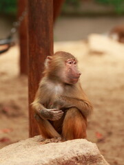 Baboon family grooming in the park