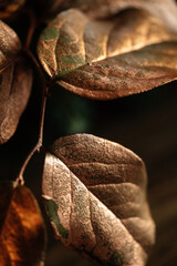 Gilded tree leaf, expensive background texture and color. Macro texture.