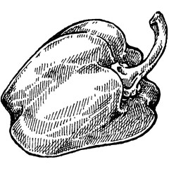 Vector engraving illustration of highly detailed hand drawn three bell peppers on a branch isolated on white background.