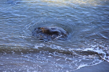 Obraz premium わずかに出た岩の為に水の流れが乱れている海面