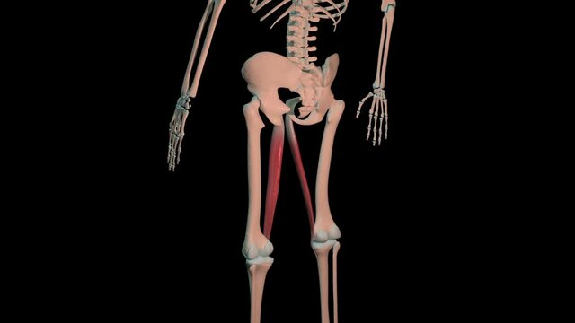 Gracilis Muscles Full Roration Loop