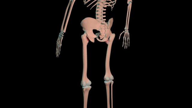 Pectineus Muscles Full Roration Loop