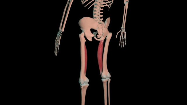 Vastus Medialis Muscles Full Roration Loop