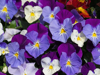 Blühende Hornveilchen, Viola cornuta, im Frühling