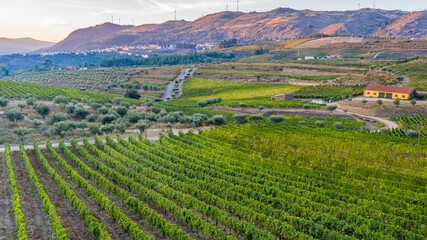 Fototapeta na wymiar Land planted with vines for the wine harvest.
