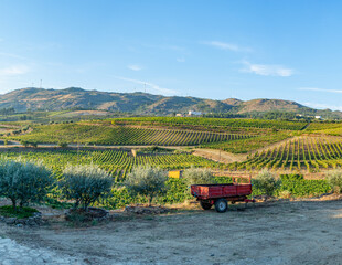 Fototapeta premium Land planted with vines for the wine harvest.