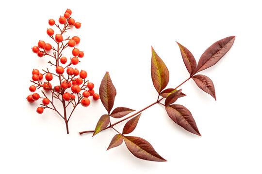 Nandina domestica isolated on white background. Heavenly bamboo with beautiful red berries and leaves