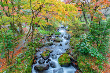 Obraz premium 霧雨降る熱海梅園の紅葉 静岡県熱海市 もみじまつり