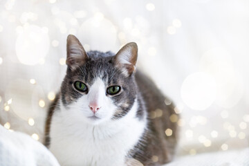 Cute white gray adult cat lies on the white bed and looking at the camera, the background of the bokeh fairy lights of Christmas lights, the concept of the New Year and Christmas with pets