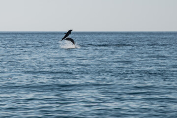 MARE TIRRENO CON DELFINI