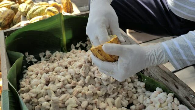 Fresh cacao pod cut exposing cocoa seeds, with a cocoa plant, Temperature measurement of cocoa beans fermented in wooden barrels, to maintain the quality of cocoa flavor.