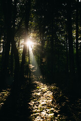 The nature of the Caucasus. Forest thicket