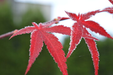 red flower of a plant
