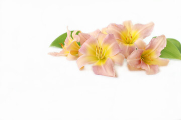 Bouquet of delicate daylilies on a white background, space for text, side view