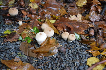 mushrooms on the ground